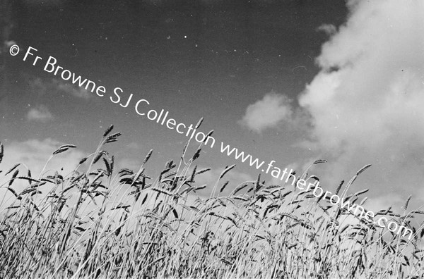 HARVESTING AT ST MARY'S  WHEAT & CLOUDS EMO COURT